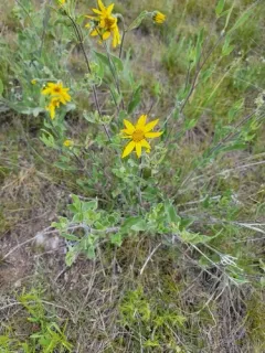 Little Sunflower thumbnail 4