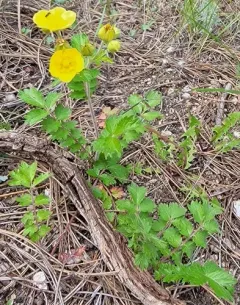 Big-flower Cinquefoil thumbnail 2