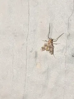 Thienemannimyia norena thumbnail 2