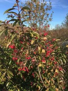 David's photinia thumbnail 2