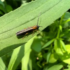 Dogwood Twig Borer thumbnail 2