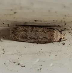 Cotton stem moth thumbnail 4