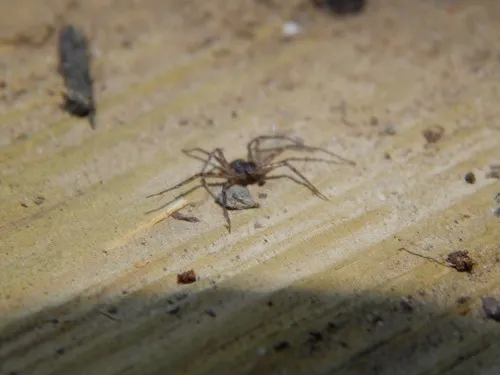 Philodromus minutus