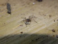 Philodromus minutus thumbnail 1