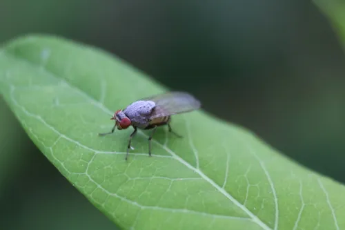 Minettia magna