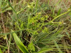 skeletonweed gall mite thumbnail 3