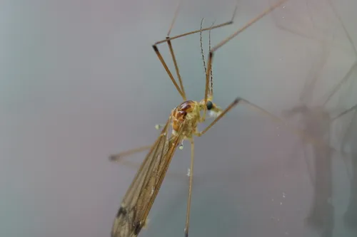 Nephrotoma polymera