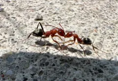 Blunt-haired Mound Ant thumbnail 2