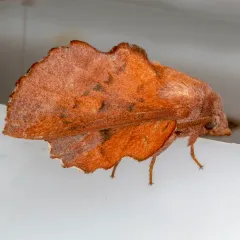 American Lappet Moth thumbnail 2