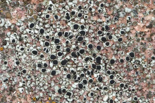 Rinodina moziana