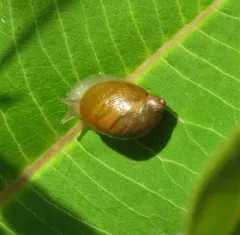 Oval Ambersnail thumbnail 2
