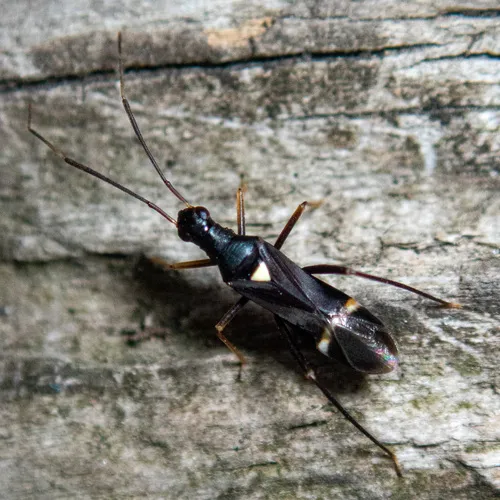 Eastern Regal Oak Mirid