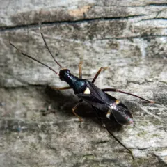 Eastern Regal Oak Mirid thumbnail 1