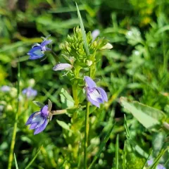 Californian Lobelia thumbnail 2