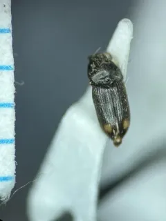 Zorochros caurinus thumbnail 2