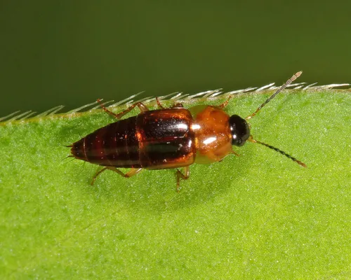 Tachinus limbatus