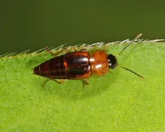 Tachinus limbatus thumbnail 1