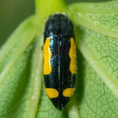 Redbud Borer thumbnail 2