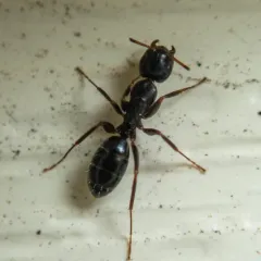Nearctic Carpenter Ant thumbnail 2