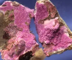 Purple Encrusting Hydrocoral thumbnail 2