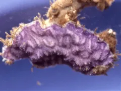 Purple Encrusting Bryozoan thumbnail 1