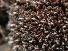 Schistidium tenerum thumbnail 1