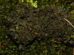 Scytinium dactylinum thumbnail 2