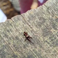 Oak Timberworm thumbnail 3