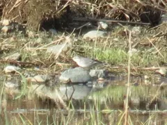 Citrine Wagtail thumbnail 3