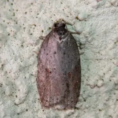 Viburnum Acleris Moth thumbnail 1