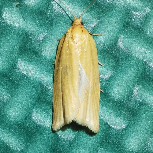 Clemens' Clepsis Moth