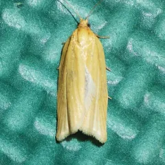 Clemens' Clepsis Moth thumbnail 1
