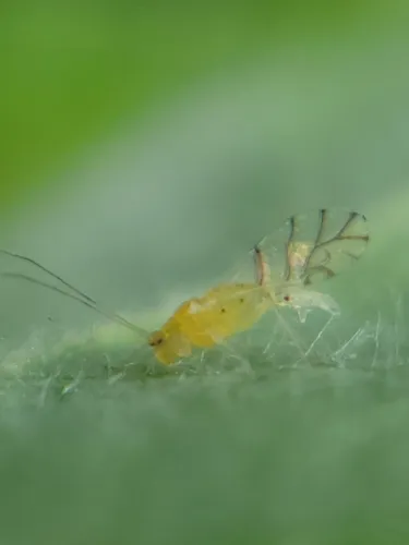 Therioaphis tenera