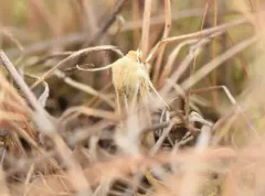 Sand-verbena Moth thumbnail 3