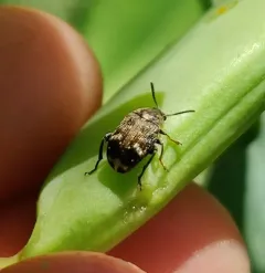 Pea Weevil thumbnail 4