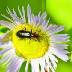Black and Red Checkered Beetle thumbnail 2