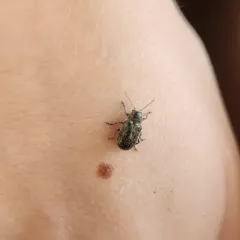 Glyptoscelis pubescens thumbnail 2