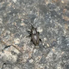 Sphenophorus villosiventris thumbnail 2