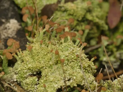 turban cup lichen