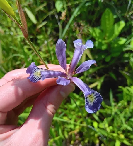 Slender Blue Flag