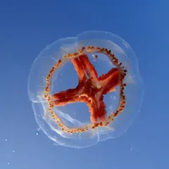 Catablema multicirratum thumbnail 3