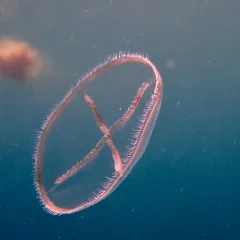 Whitecross Jelly thumbnail 2