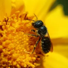 Georgia Mason Bee thumbnail 3