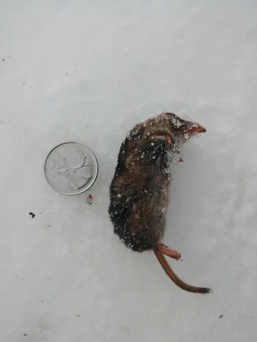 Arctic Shrew