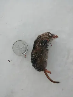 Arctic Shrew thumbnail 1