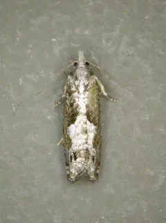 Oak Trumpet Skeletonizer Moth thumbnail 2