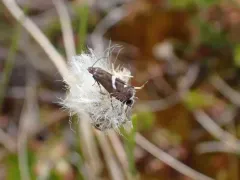 Haworth's Glyphipterid Moth thumbnail 2