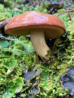 Suillus subalpinus thumbnail 3