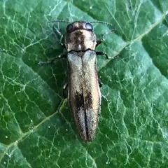 Agrilus derasofasciatus thumbnail 3