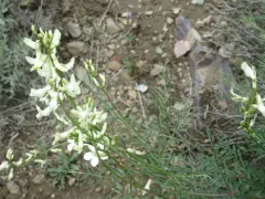 hangingpod milkvetch thumbnail 4